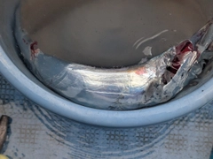 タチウオの釣果