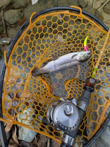 ニジマスの釣果