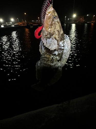 アイナメの釣果