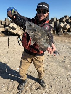 チヌの釣果