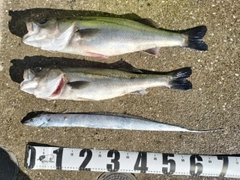 フッコ（マルスズキ）の釣果