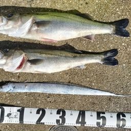 フッコ（マルスズキ）