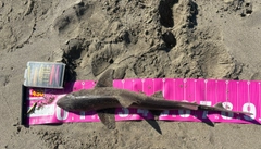 ホシザメの釣果