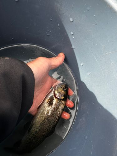 ニジマスの釣果