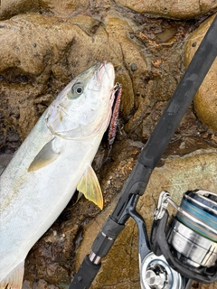 ヒラマサの釣果