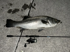 ヒラスズキの釣果