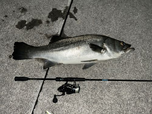 ヒラスズキの釣果