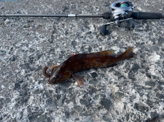 アイナメの釣果