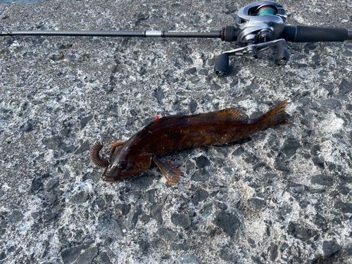 アイナメの釣果