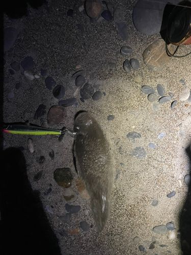 シタビラメの釣果