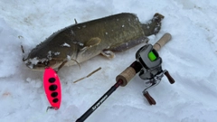 ナマズの釣果