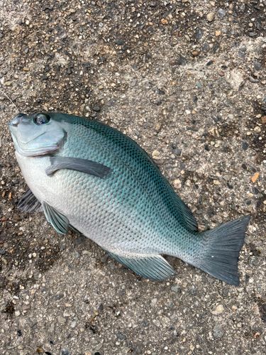 グレの釣果