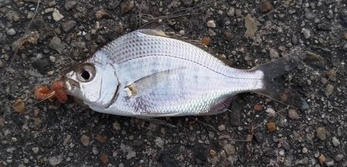 碧南海釣り公園