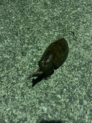 コウイカの釣果