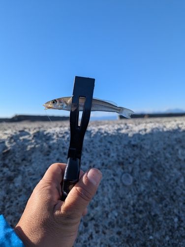 シロギスの釣果