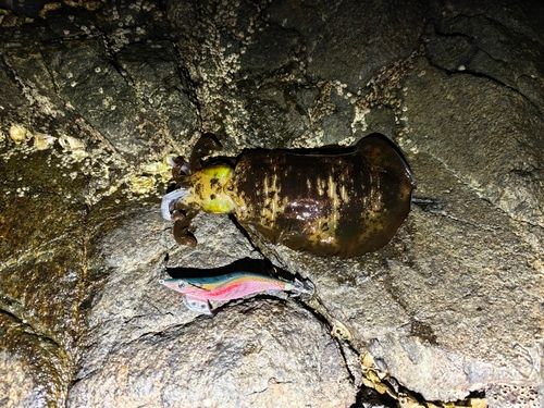 アオリイカの釣果