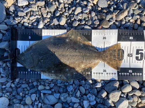 ヒラメの釣果