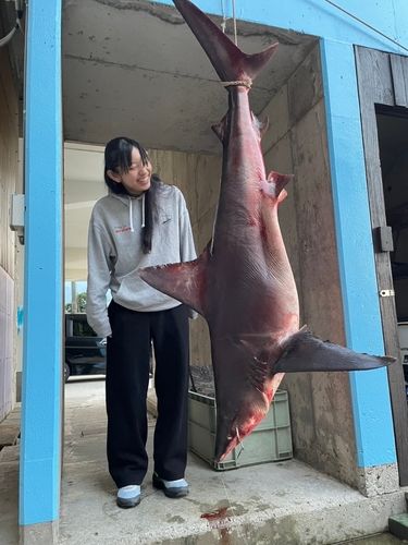 サメの釣果