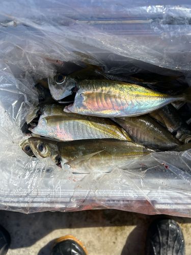 アジの釣果