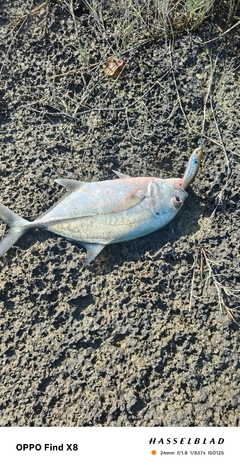 ギンガメアジの釣果