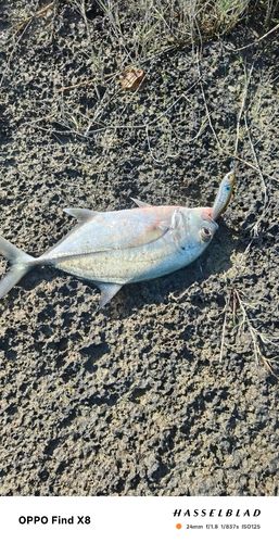 ギンガメアジの釣果