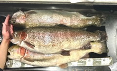 ニジマスの釣果