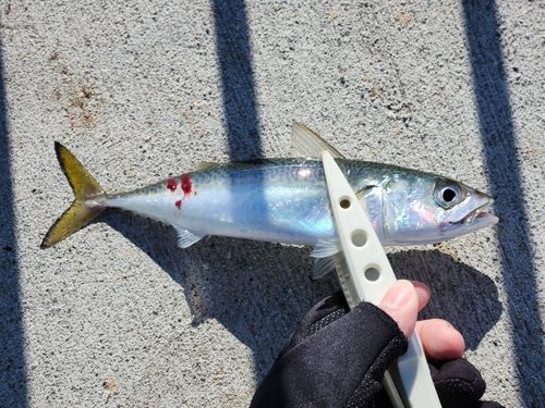 南芦屋浜ベランダ