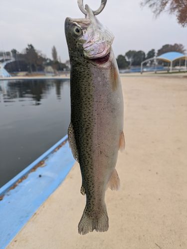 ニジマスの釣果