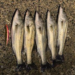 フッコ（マルスズキ）