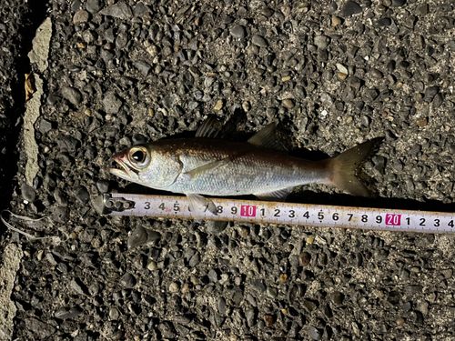 クロムツの釣果