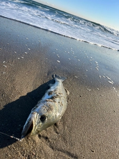 マルスズキの釣果