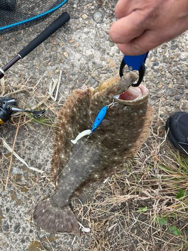 ヒラメの釣果