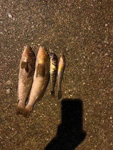 アイナメの釣果