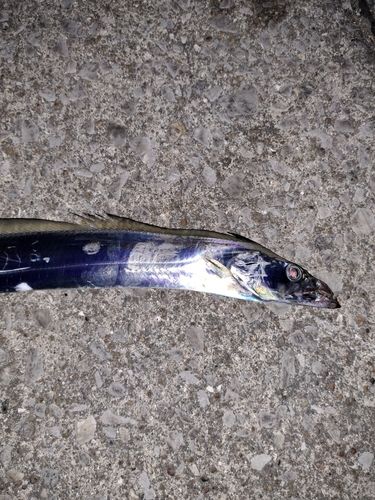 タチウオの釣果