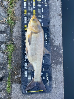 ハクレンの釣果