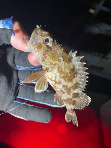 アラカブの釣果