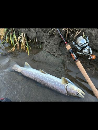 アメマスの釣果