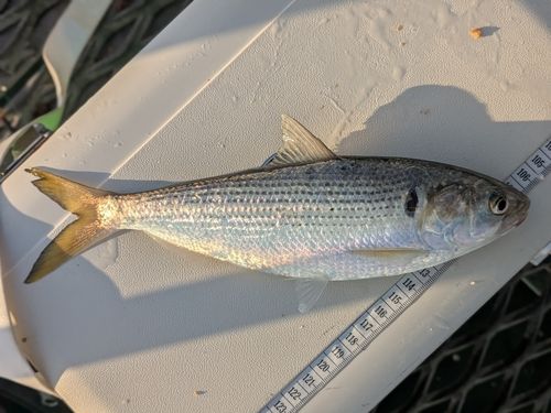 コノシロの釣果