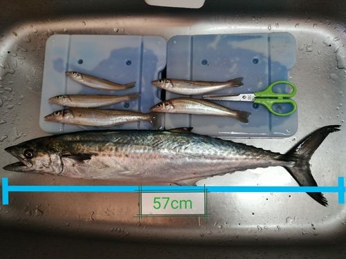 日明海峡釣り公園