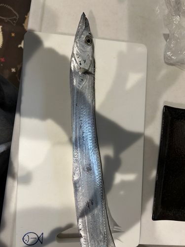 タチウオの釣果