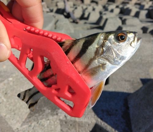 コトヒキの釣果