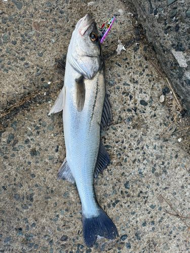 フッコ（マルスズキ）の釣果