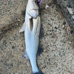 福岡県の釣果・釣り場情報【2025年最新】 - アングラーズ | 釣果600万