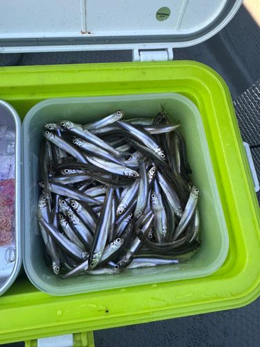 ワカサギの釣果