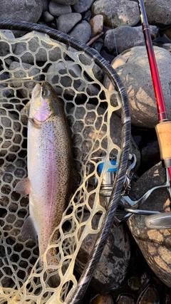 ニジマスの釣果