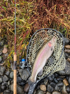 ニジマスの釣果