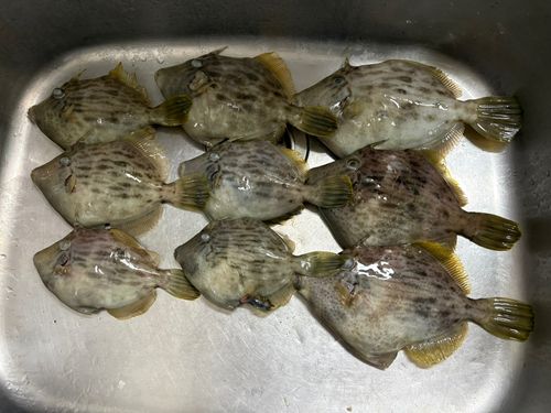 カワハギの釣果