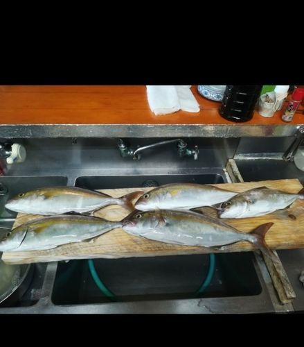 カンパチの釣果