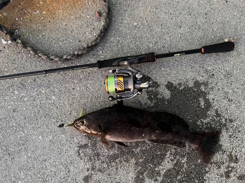 アイナメの釣果