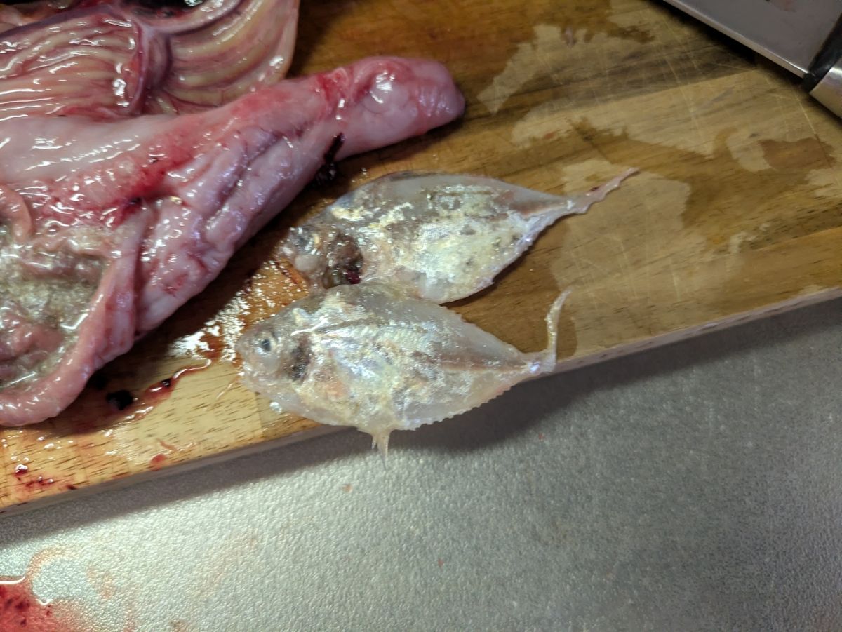 ジギングビギナー　まこさんの釣果 2枚目の画像